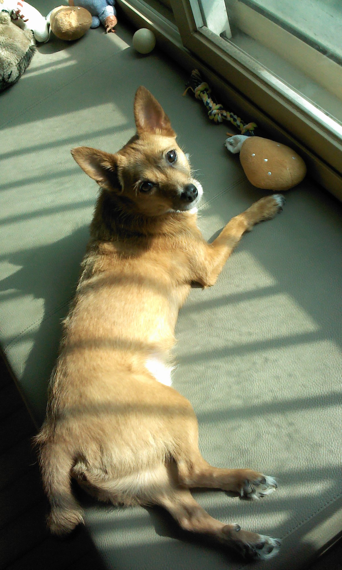 태양·담비야, 딱 보름만~~ 엄마 금방 올께~~