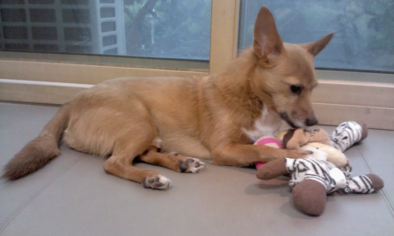 태양·담비야, 딱 보름만~~ 엄마 금방 올께~~