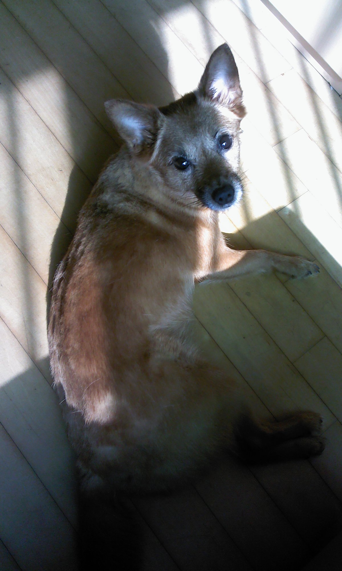 태양·담비야, 딱 보름만~~ 엄마 금방 올께~~
