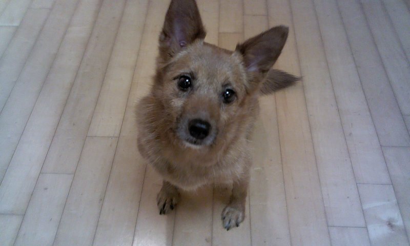 태양·담비야, 딱 보름만~~ 엄마 금방 올께~~