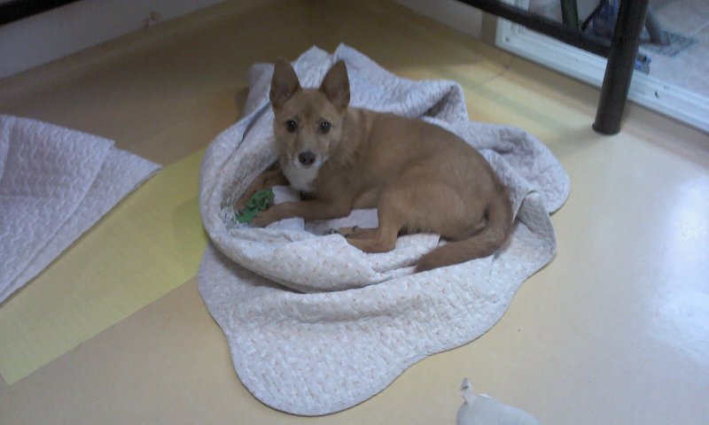 태양·담비야, 딱 보름만~~ 엄마 금방 올께~~