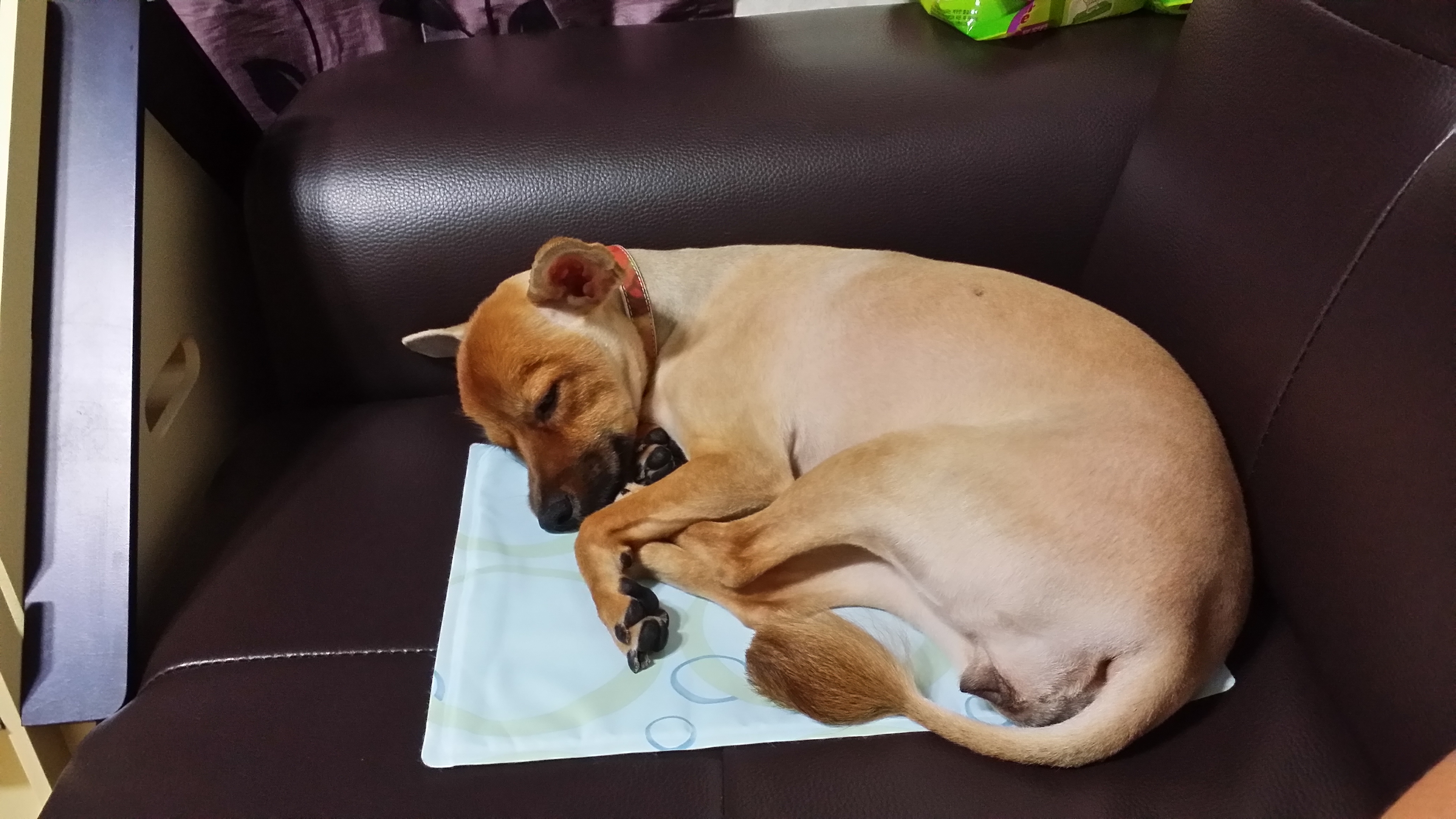 치노가 가족된지 한달입니다~♡