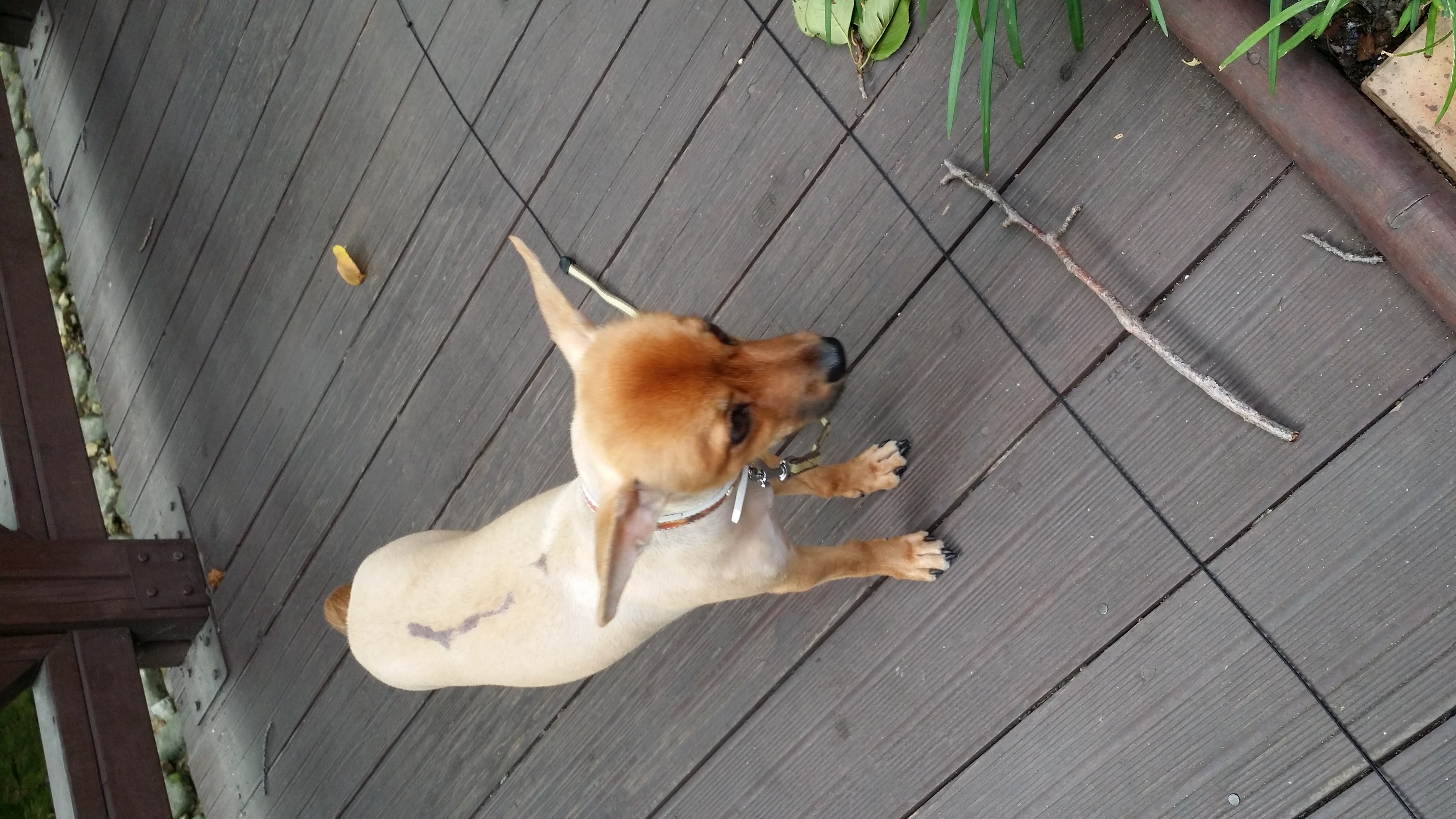 치노가 가족된지 한달입니다~♡