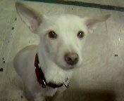 이제 들이가 영면한지 1년이되갑니다.