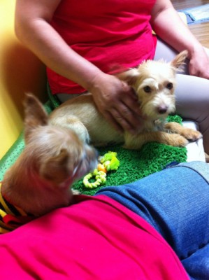 애교쟁이 샘쟁이 방울이