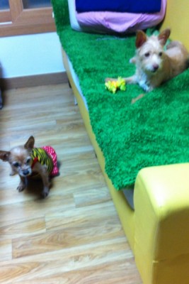 애교쟁이 샘쟁이 방울이