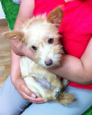 애교쟁이 샘쟁이 방울이