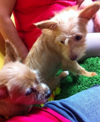 애교쟁이 샘쟁이 방울이