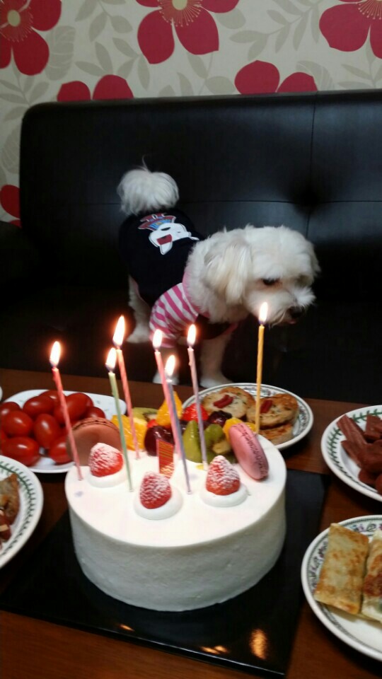 축복이의 7살 생일~^^