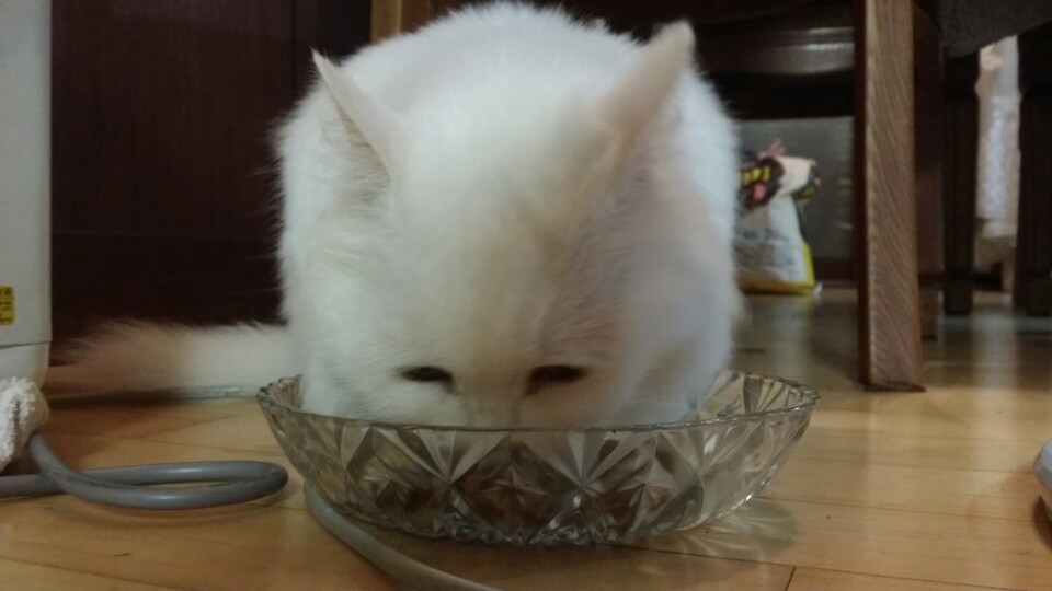 7월 22일에 입양된 사랑스러운 마리♡