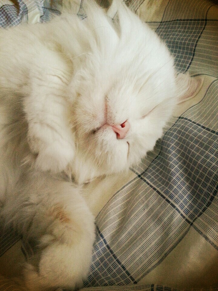 7월 22일에 입양된 사랑스러운 마리♡