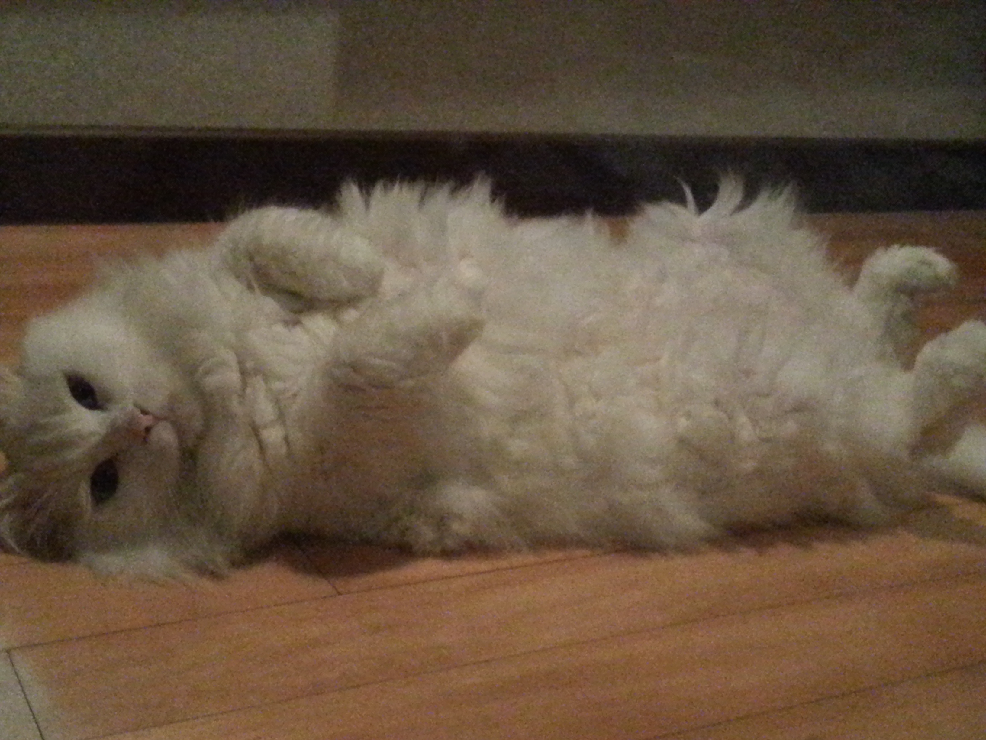 7월 22일에 입양된 사랑스러운 마리♡