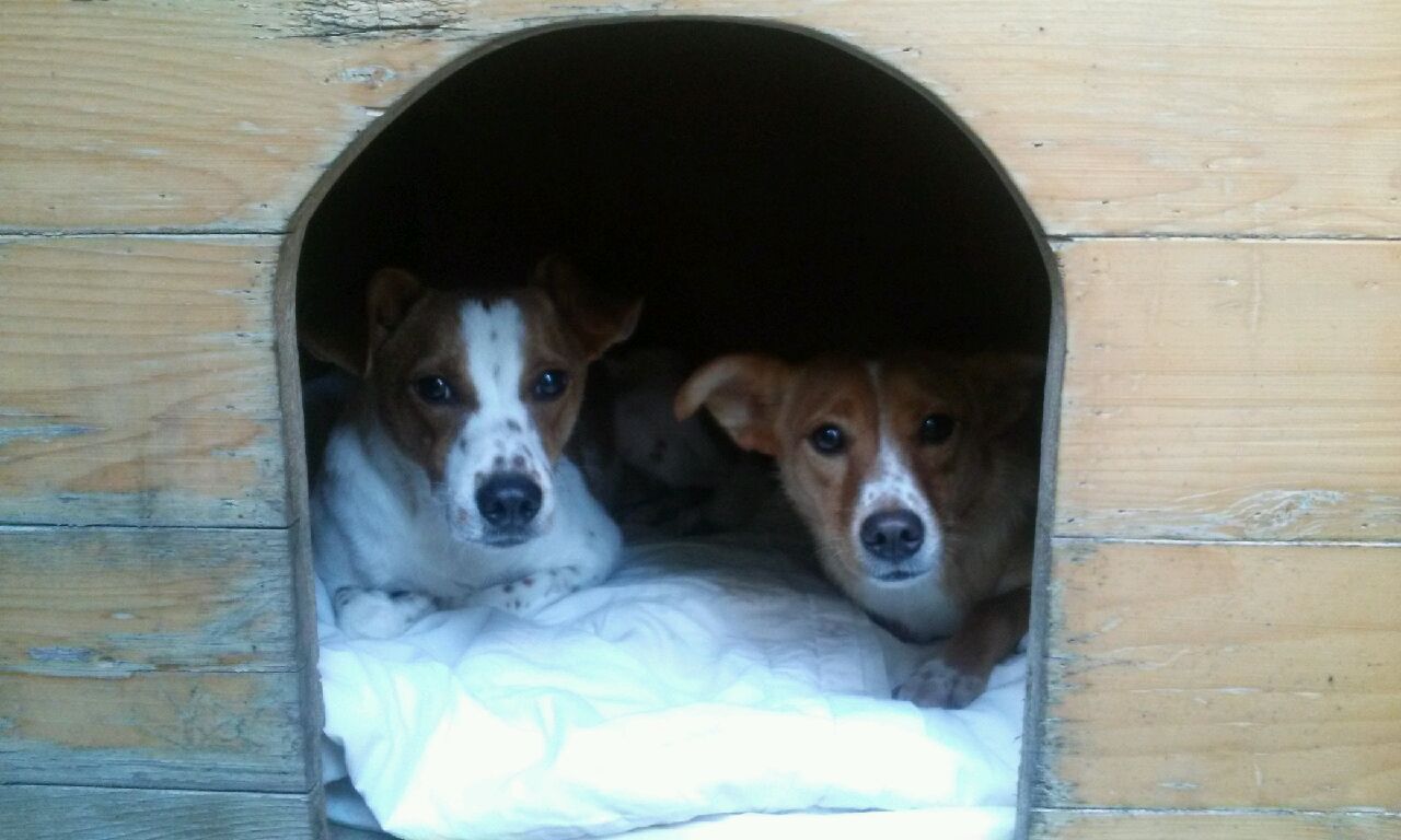 망고와 탱고 입양후기입니다~