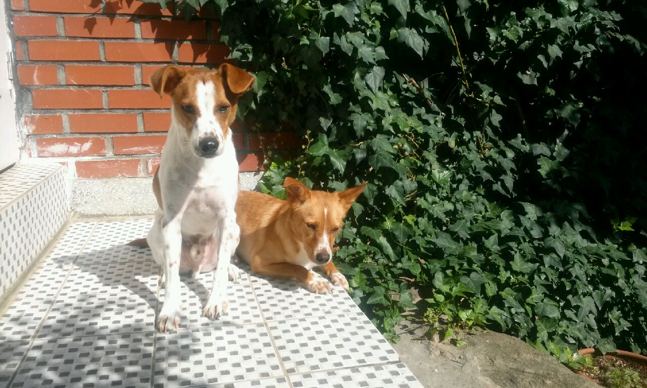 망고와 탱고 입양후기입니다~