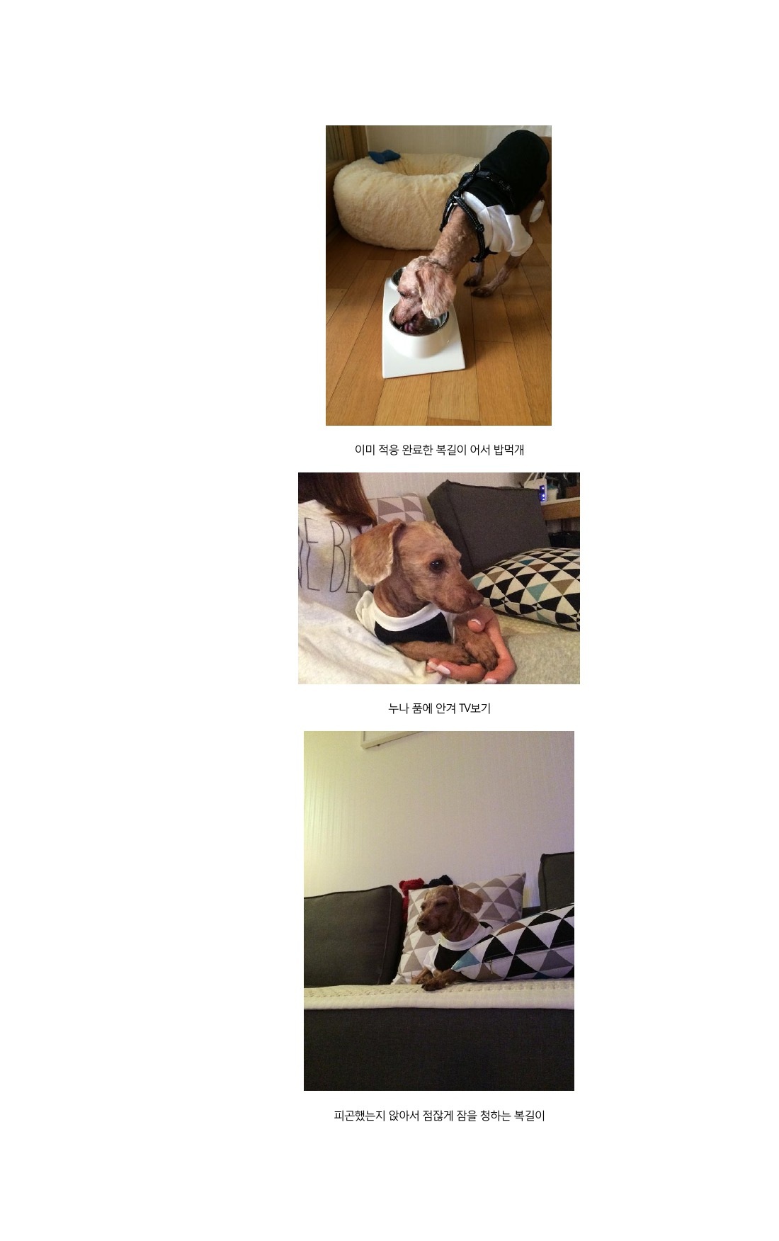 우리집 새식구 구 럭키 현 복길이 소개합니다.  