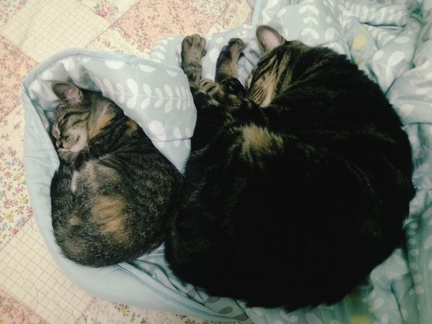 얄식이, 기억하시나요?