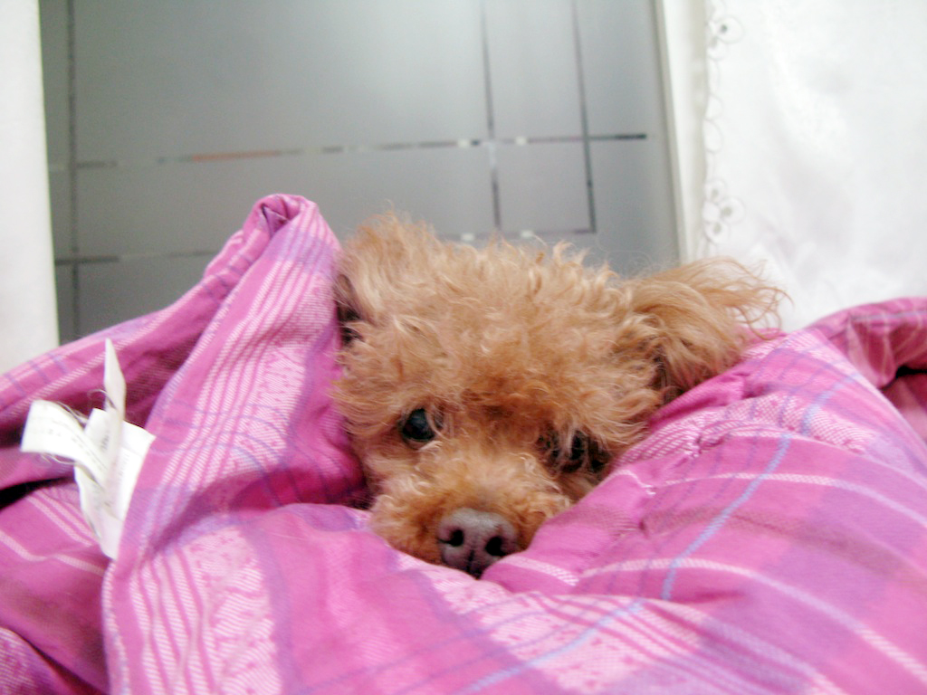 얄식이, 기억하시나요?