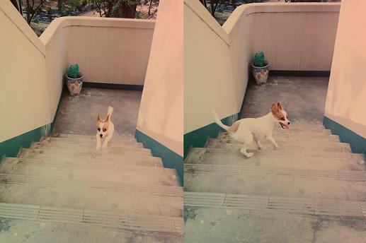 오랜만에 콩이 후기입니다^^