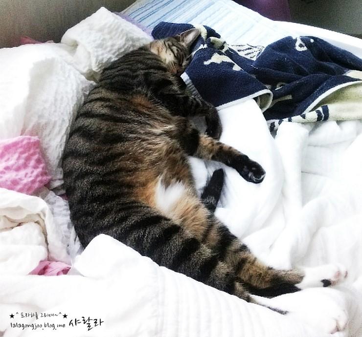 미유랑 네코 잘 지내고 있습니다.^^