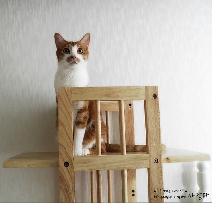 미유랑 네코 잘 지내고 있습니다.^^