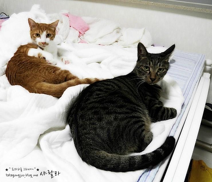 미유랑 네코 잘 지내고 있습니다.^^