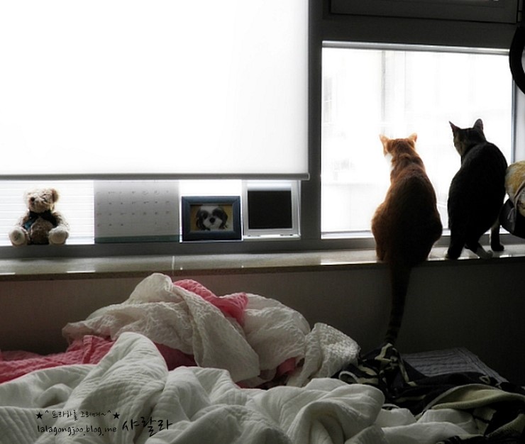 미유랑 네코 잘 지내고 있습니다.^^