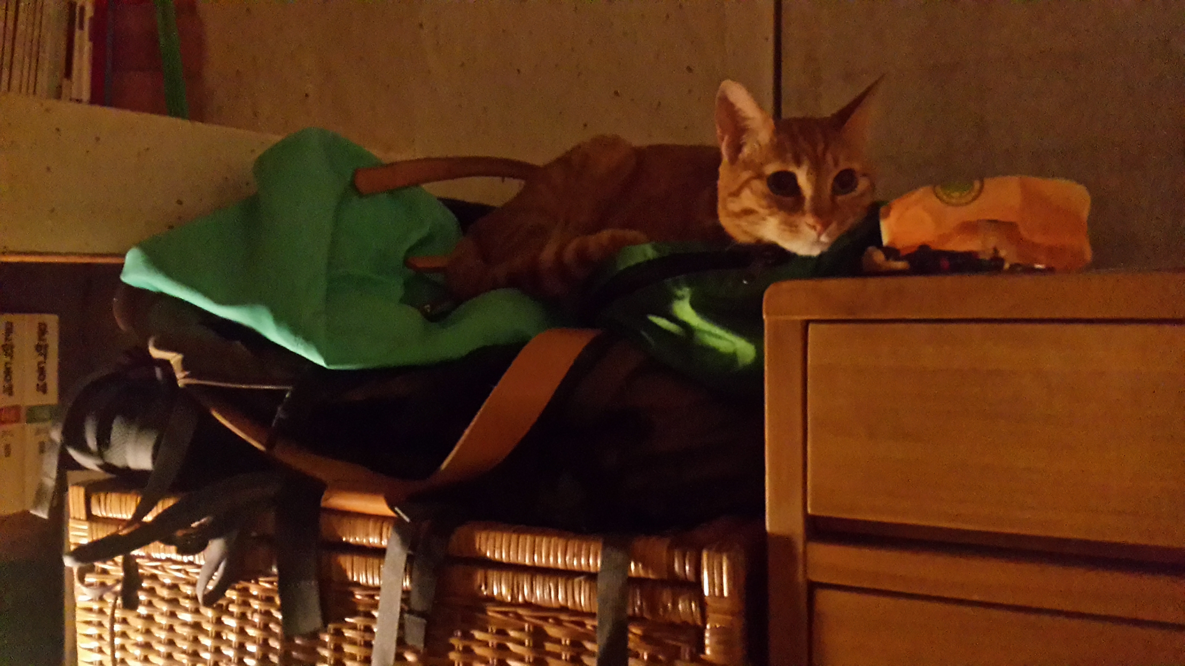 제주 냥이 장화 소식입니다.