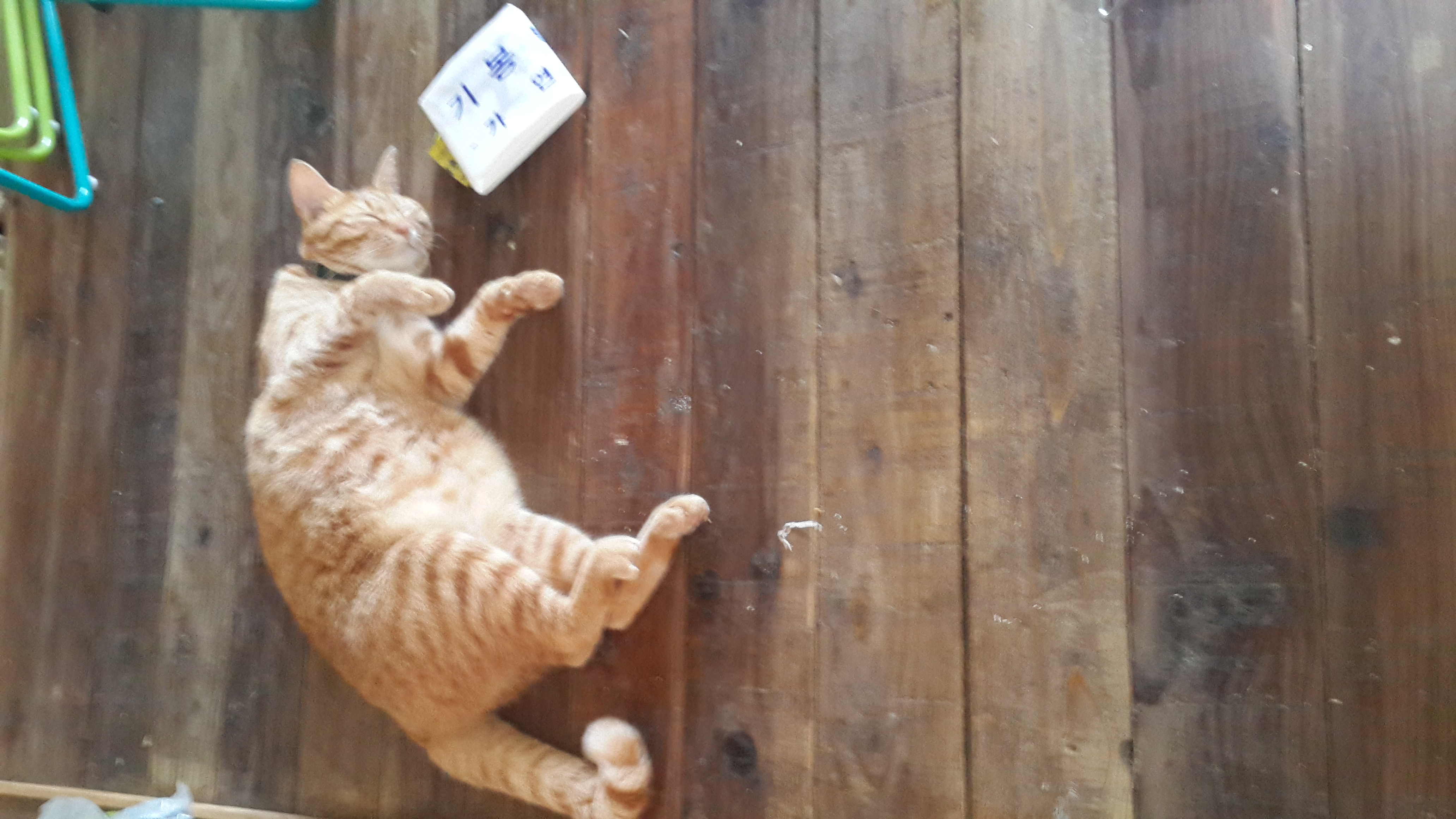 제주 냥이 장화 소식입니다.