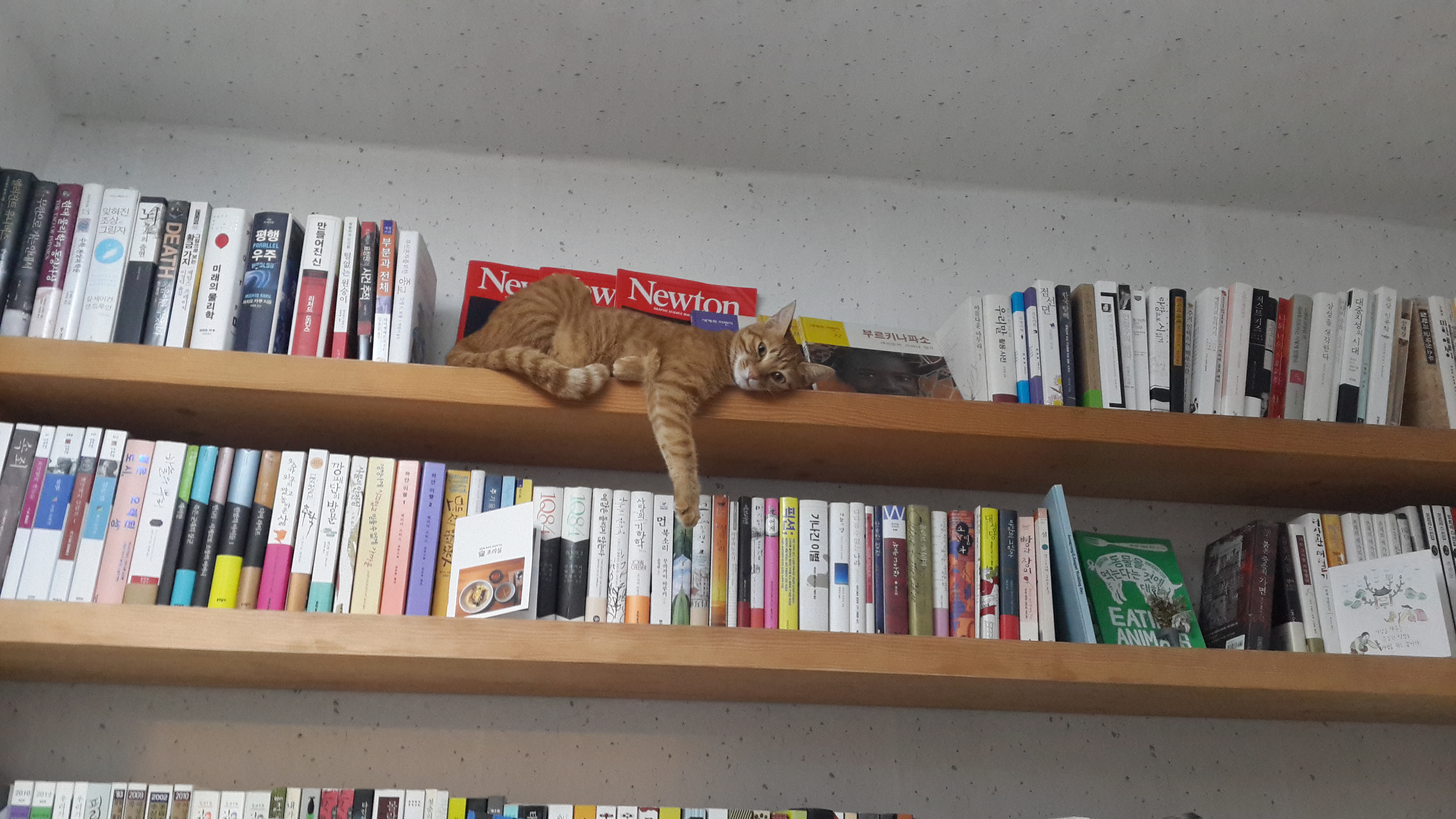 제주 냥이 장화 소식입니다.