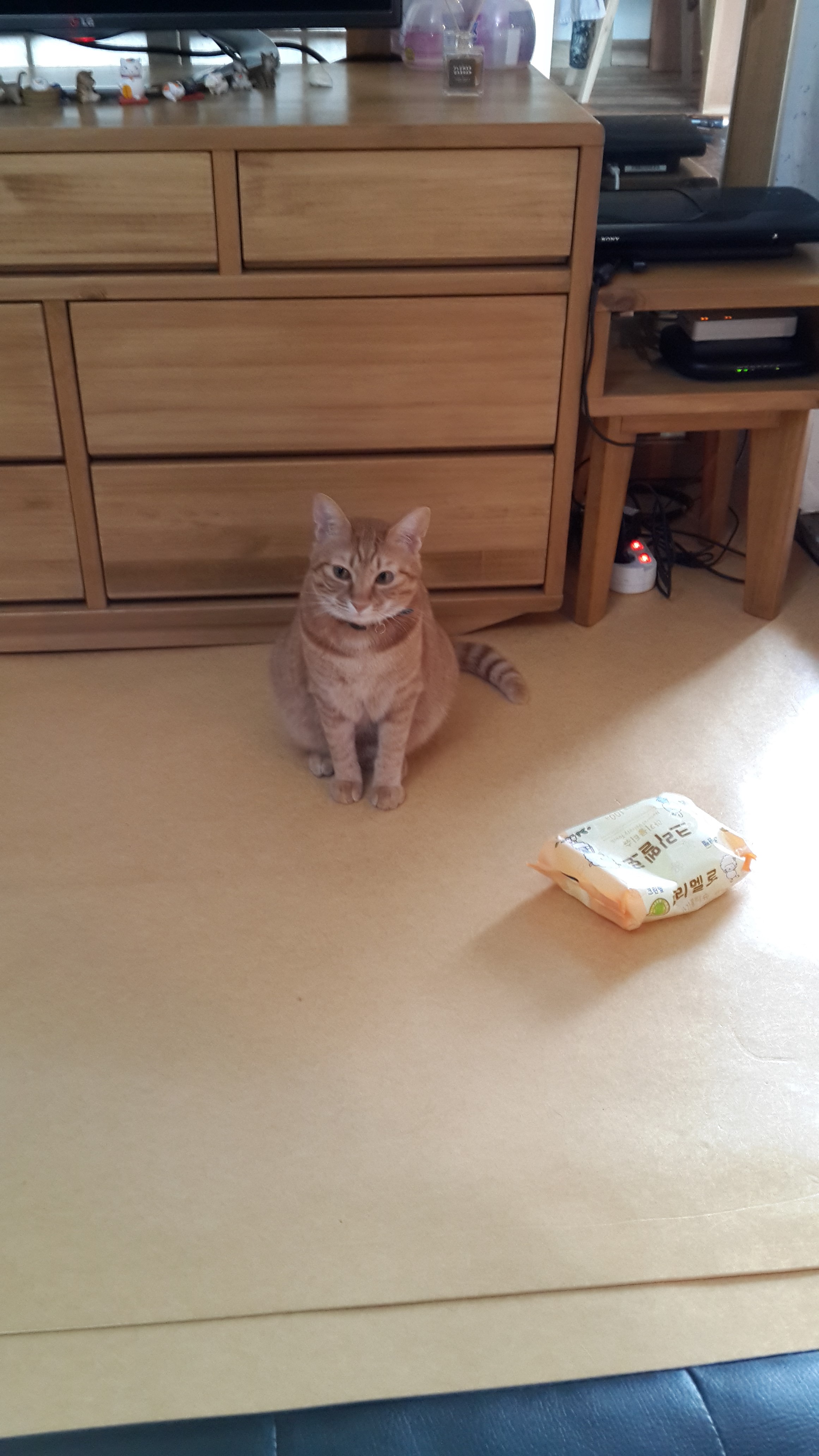 제주 냥이 장화 소식입니다.