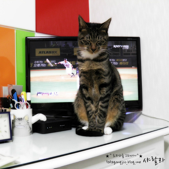 미유랑 네코와 함께 한지도 어느덧 한달이 지났네요.^^