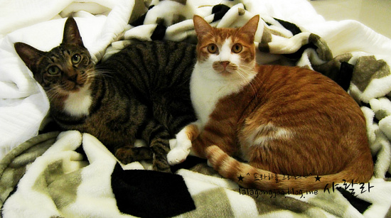 미유랑 네코와 함께 한지도 어느덧 한달이 지났네요.^^