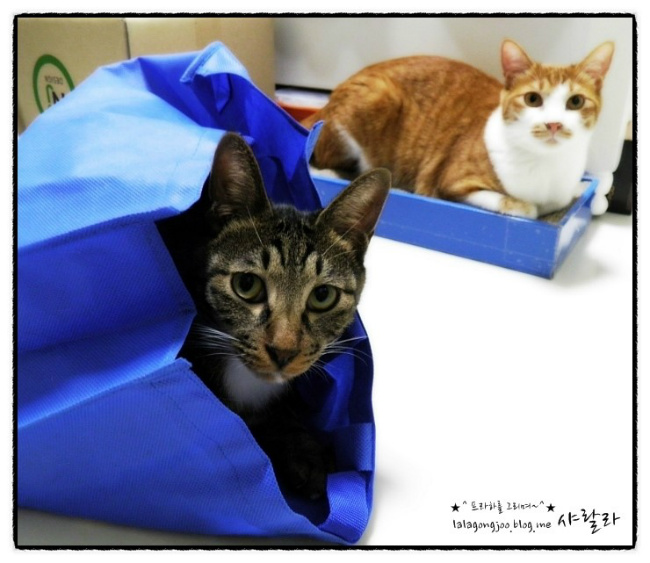 미유랑 네코와 함께 한지도 어느덧 한달이 지났네요.^^