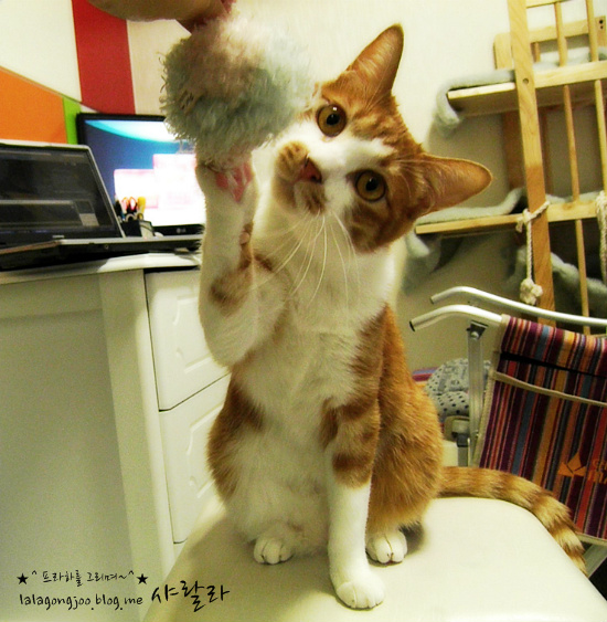 미유랑 네코와 함께 한지도 어느덧 한달이 지났네요.^^