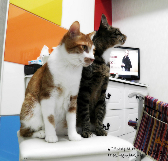 미유랑 네코와 함께 한지도 어느덧 한달이 지났네요.^^