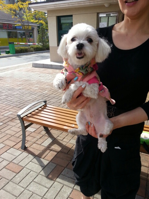 이쁜흰둥이 입양후기입니다