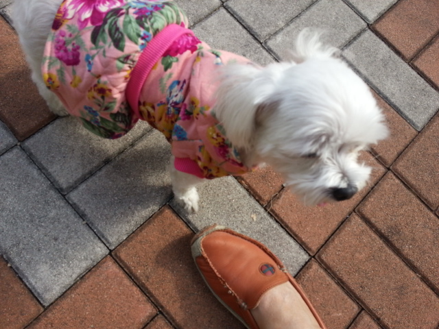 이쁜흰둥이 입양후기입니다