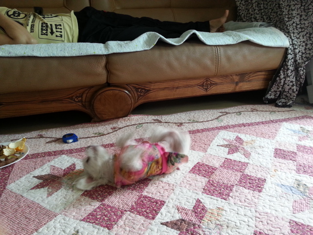 이쁜흰둥이 입양후기입니다