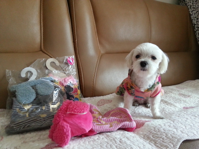 이쁜흰둥이 입양후기입니다