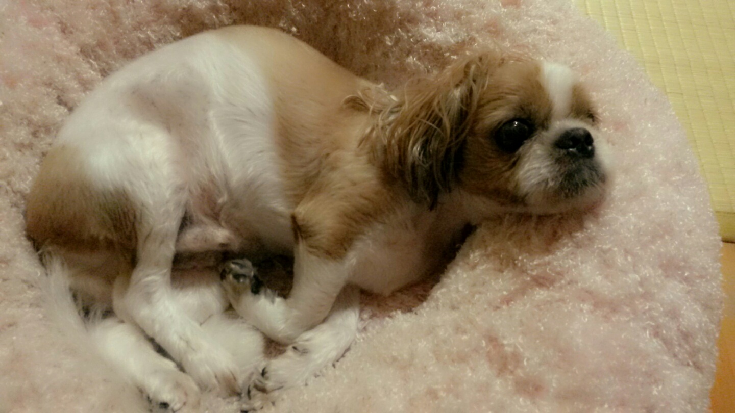 아로미를 추억하며~^^