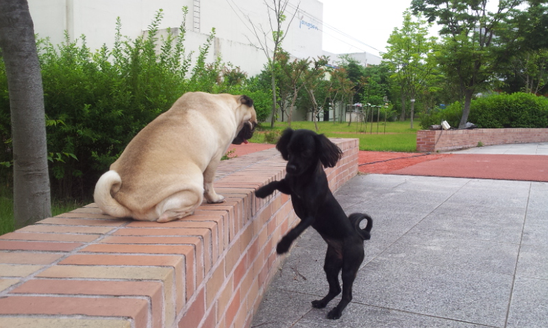 양산 영심이 ,단심이 심심 자매  까꿍..