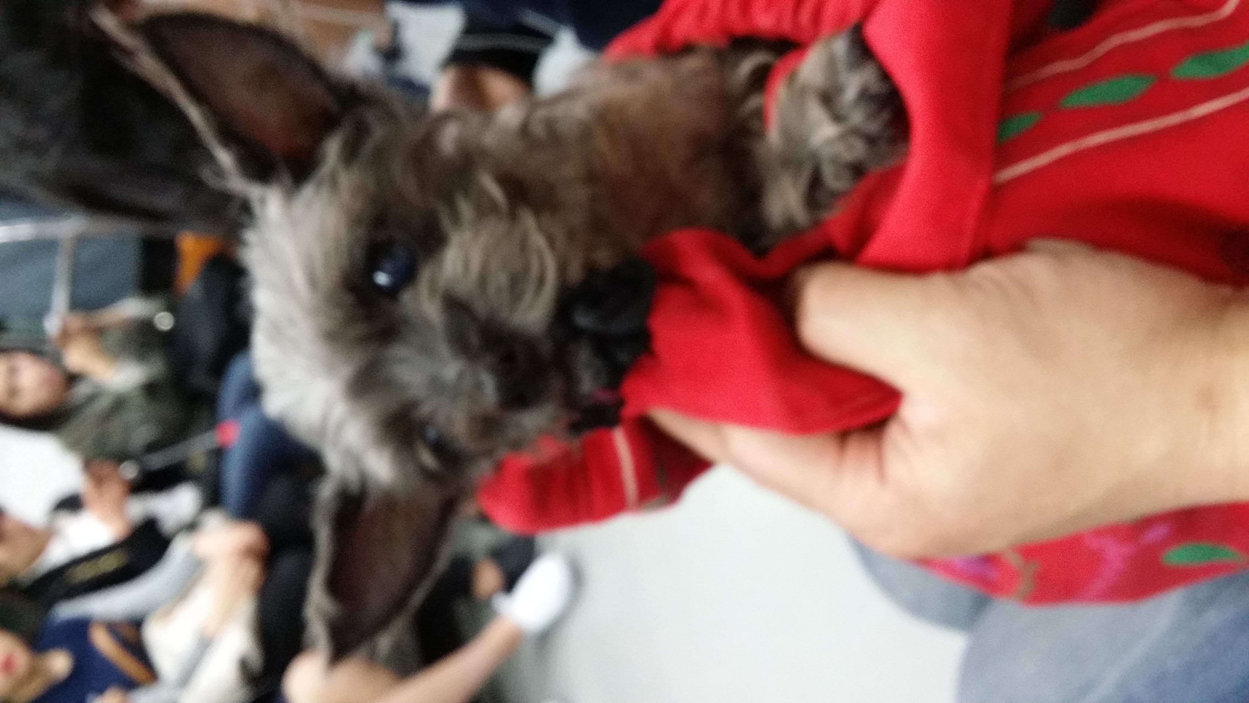 사년 전 저희 식구가 된 윌리엄(까미) 소식입니다.