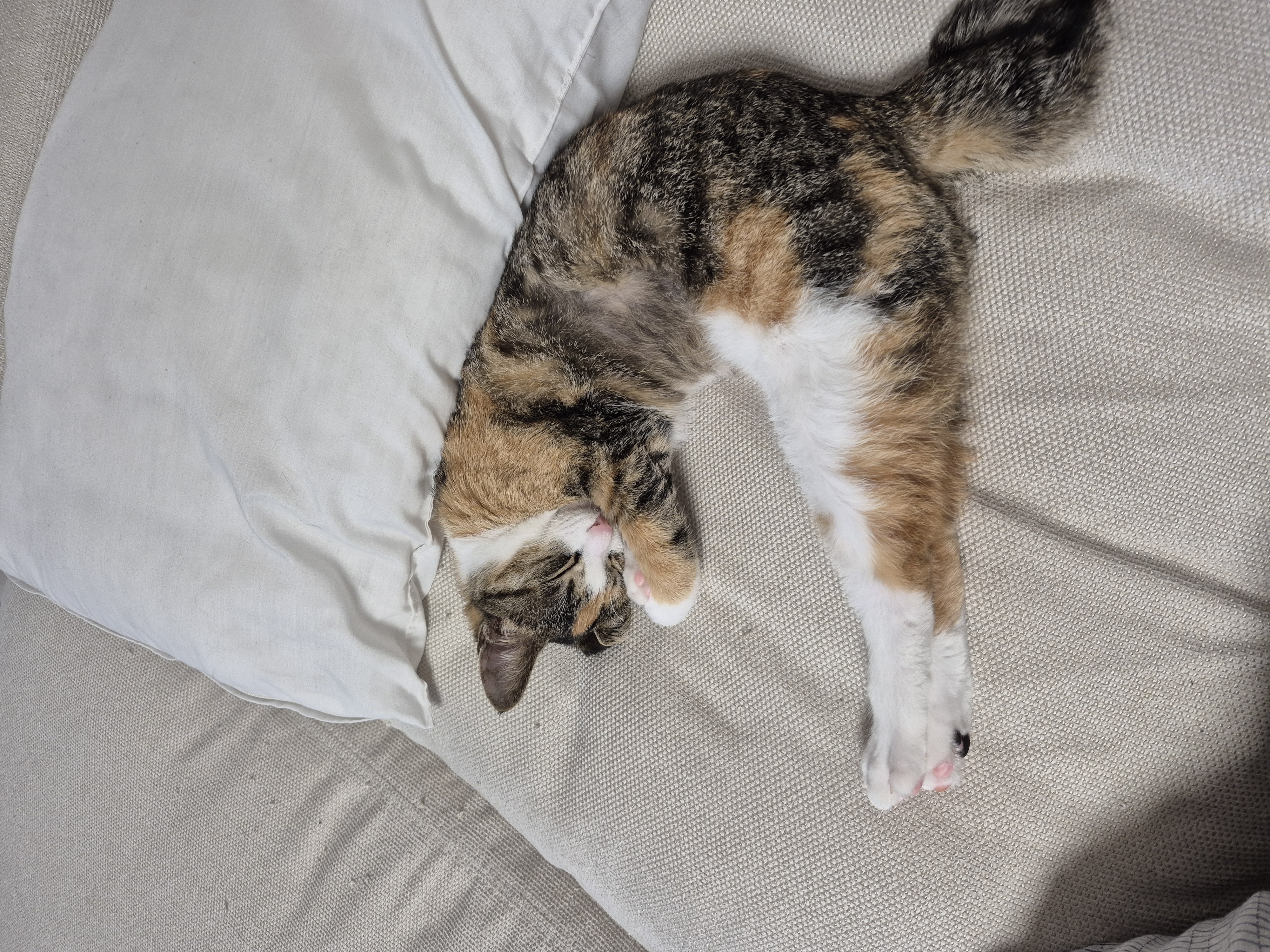 미르(구 중해)입양 한달 후기입니다