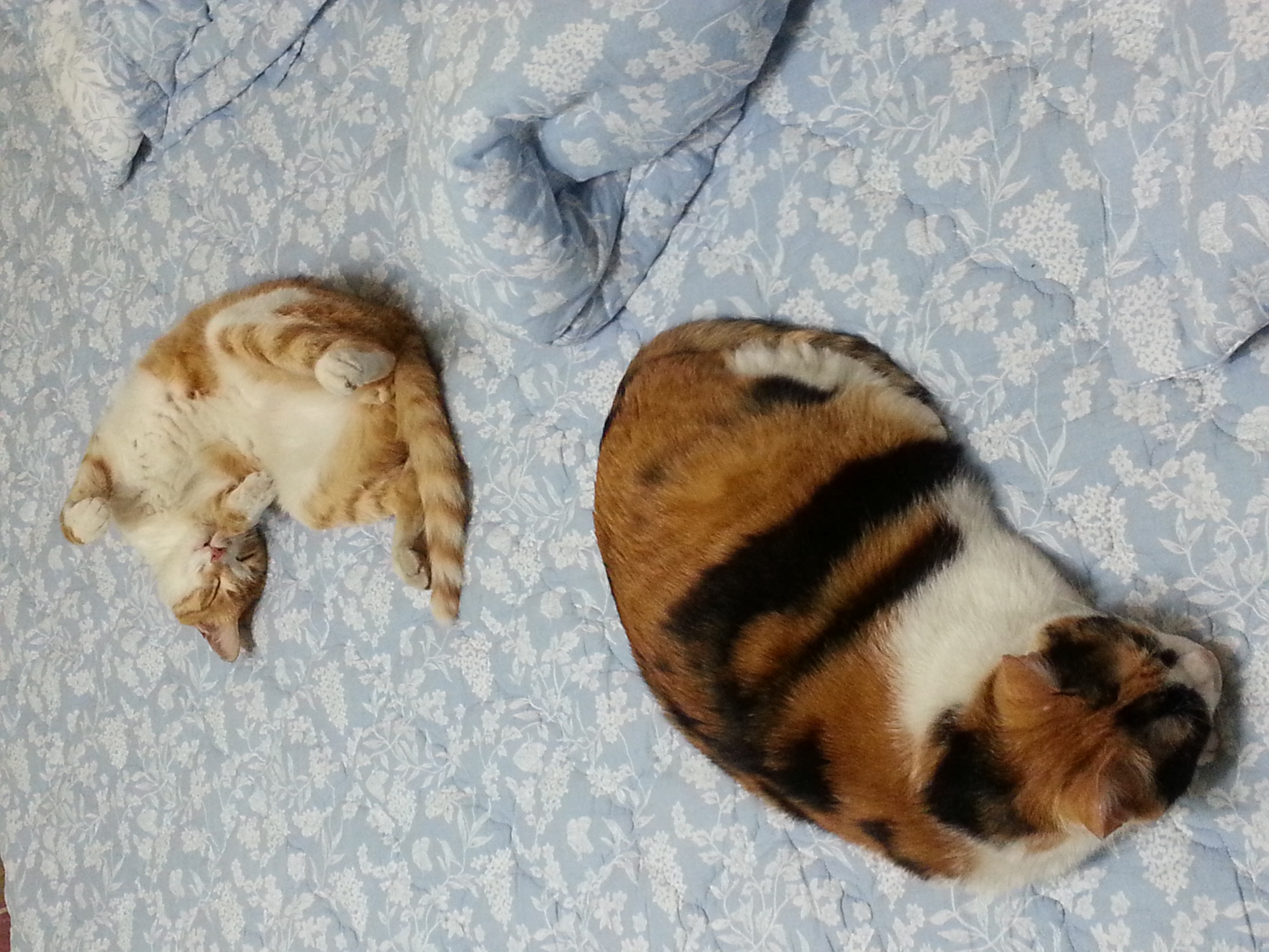 노랑이 삐용이 소식입니다!