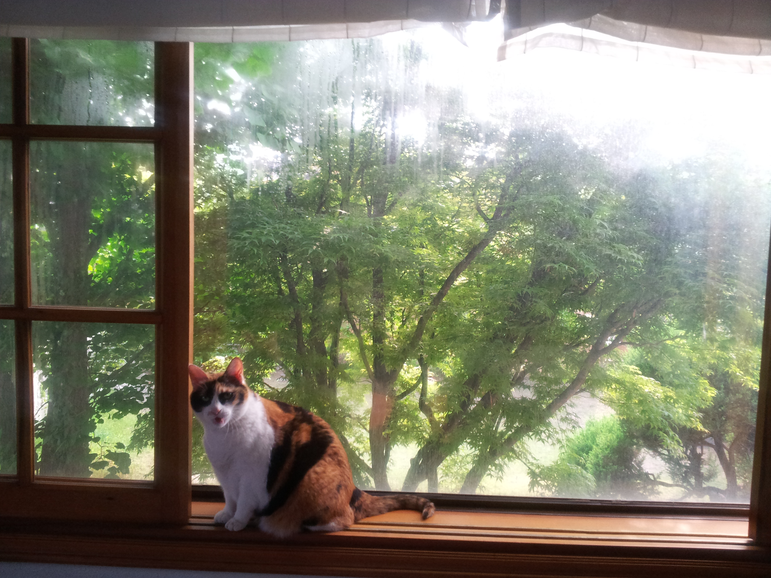 노랑이 삐용이 소식입니다!