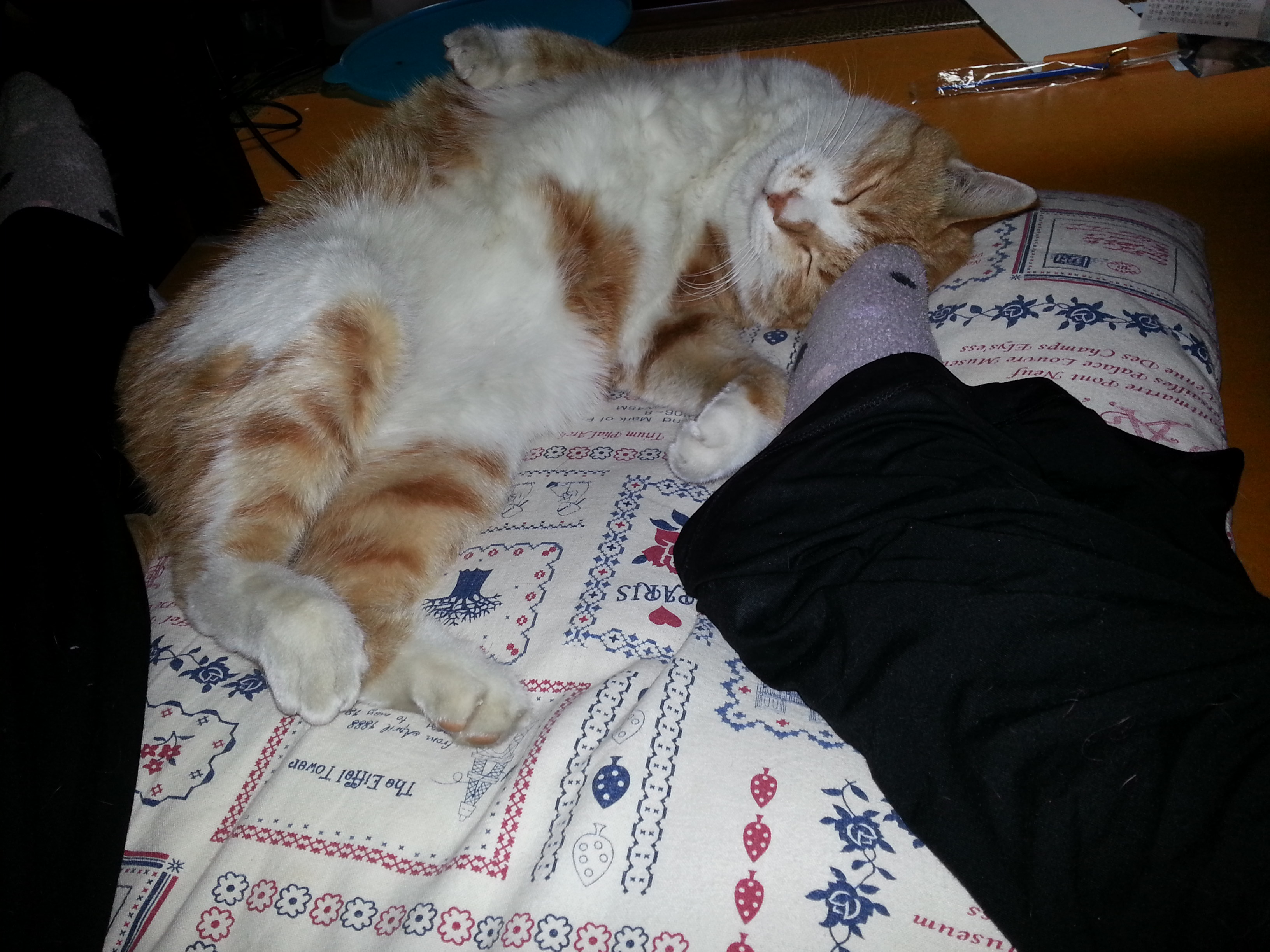 노랑이 삐용이 소식입니다!