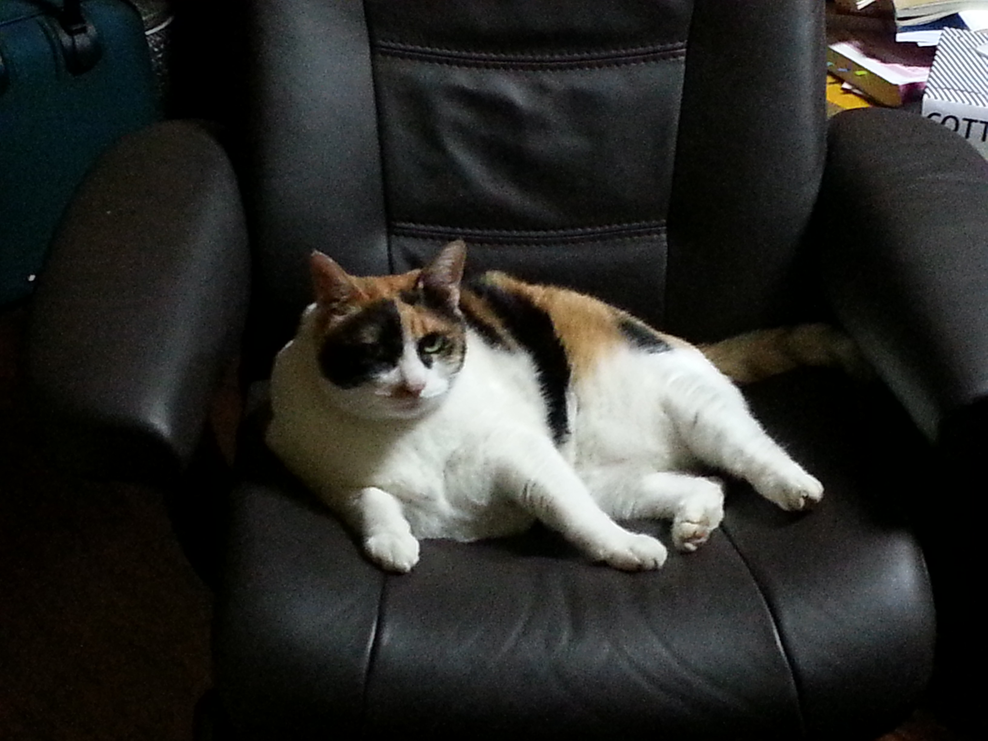 노랑이 삐용이 소식입니다!