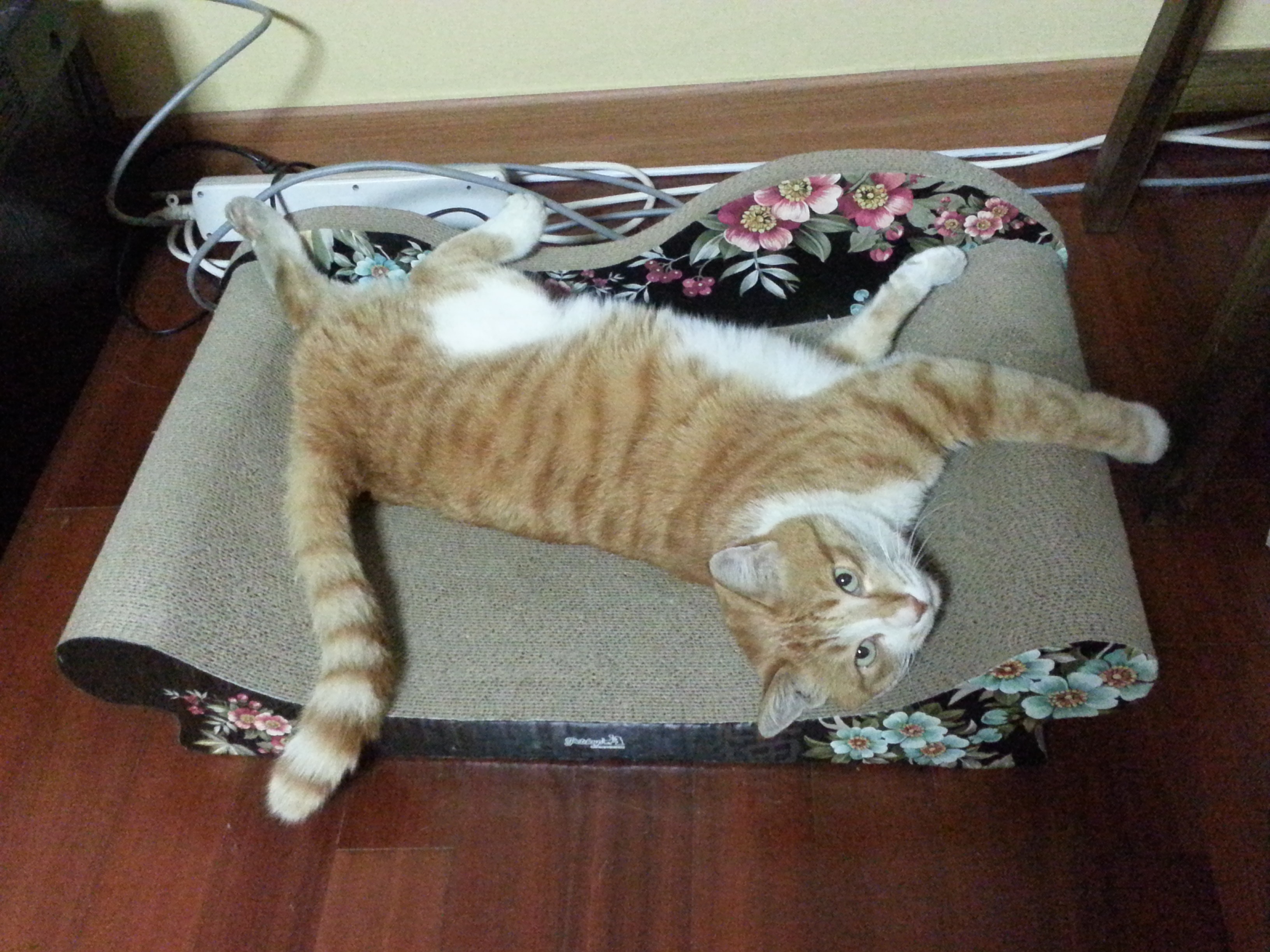 노랑이 삐용이 소식입니다!