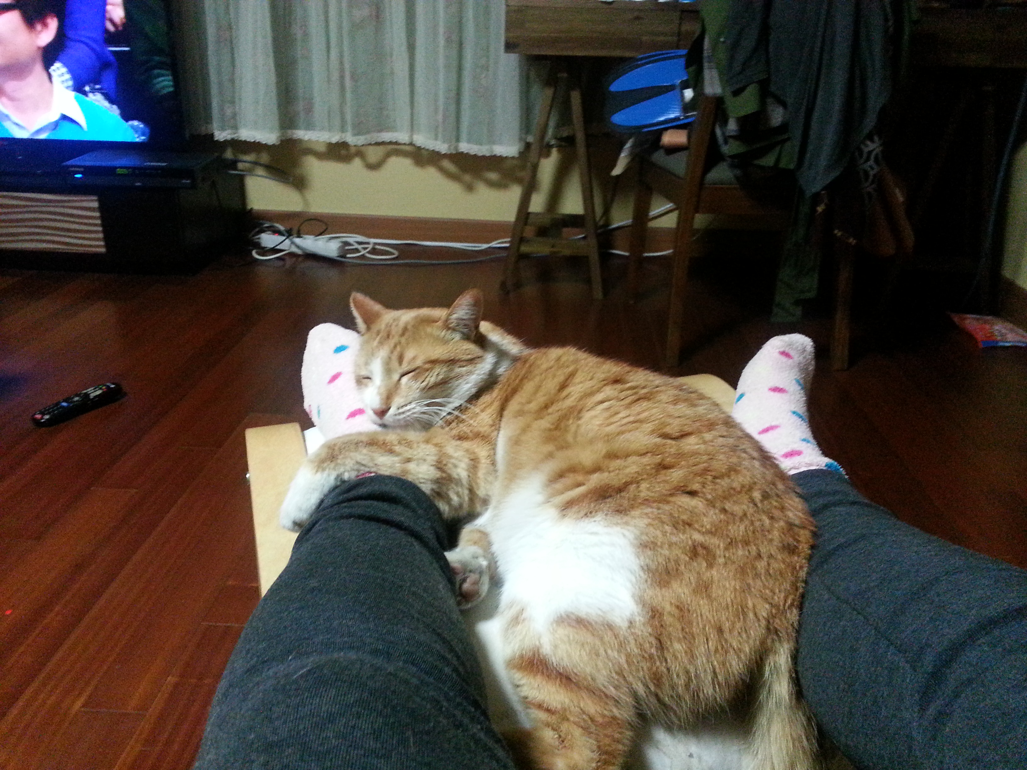 노랑이 삐용이 소식 2탄입니다.