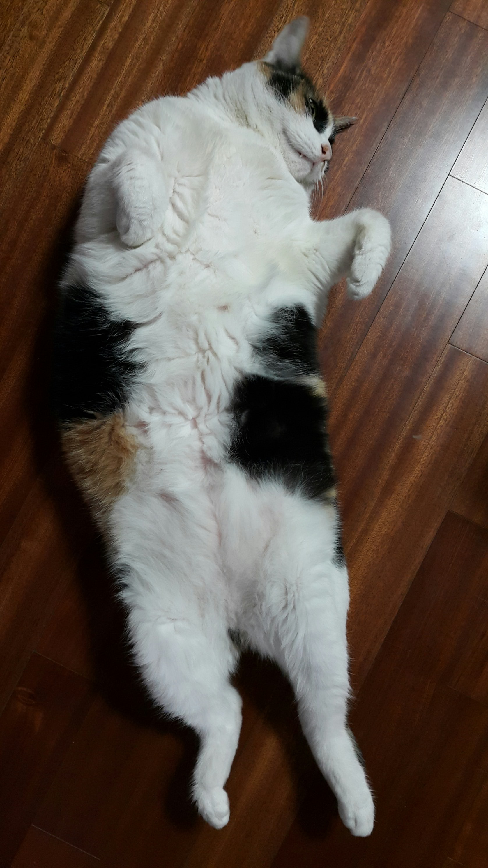 꼭 올리고 싶은 삐용이 사진이 안 올라가서요.